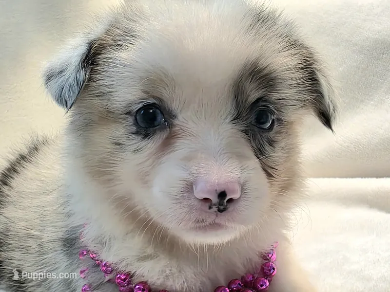 Valencia  – Cardigan Welsh Corgi, Pembroke Welsh Corgi puppy for sale in Bradenton, FL