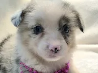 Valencia , a female Cardigan Welsh Corgi and Pembroke Welsh Corgi for sale in Bradenton, FL – 1 of 10