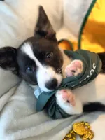 Unicorn ( bluie, pink carrier dm clear) pet, a female Cardigan Welsh Corgi for sale in Bradenton, FL – 7 of 10