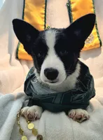 Valor, a female Cardigan Welsh Corgi and Pembroke Welsh Corgi for sale in Bradenton, FL – 4 of 10