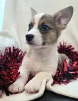 Salute!, a male Cardigan Welsh Corgi and Pembroke Welsh Corgi for sale in Bradenton, FL – 8 of 10