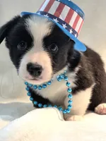 Valor, a female Cardigan Welsh Corgi and Pembroke Welsh Corgi for sale in Bradenton, FL – 3 of 10