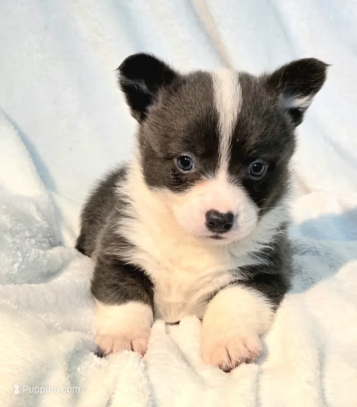 DOLLY – Cardigan Welsh Corgi, Pembroke Welsh Corgi puppy for sale in Bradenton, FL