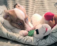 Sherlock! , a male Cardigan Welsh Corgi and Pembroke Welsh Corgi for sale in Bradenton, FL – 5 of 10