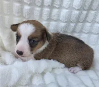Salutations! , a female Cardigan Welsh Corgi and Pembroke Welsh Corgi for sale in Bradenton, FL – Photo 9 of 10