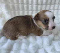 Salutations! , a female Cardigan Welsh Corgi and Pembroke Welsh Corgi for sale in Bradenton, FL – Photo 8 of 10