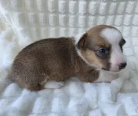 Salutations! , a female Cardigan Welsh Corgi and Pembroke Welsh Corgi for sale in Bradenton, FL – Photo 10 of 10