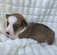 Salutations! , a female Cardigan Welsh Corgi and Pembroke Welsh Corgi for sale in Bradenton, FL – Photo 5 of 10