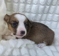 Salutations! , a female Cardigan Welsh Corgi and Pembroke Welsh Corgi for sale in Bradenton, FL – Photo 2 of 10