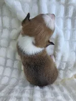 Salutations! , a female Cardigan Welsh Corgi and Pembroke Welsh Corgi for sale in Bradenton, FL – Photo 6 of 10