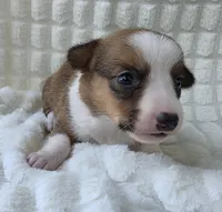Salutations! , a female Cardigan Welsh Corgi and Pembroke Welsh Corgi for sale in Bradenton, FL – Photo 3 of 10