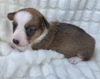 Salutations! , a female Cardigan Welsh Corgi and Pembroke Welsh Corgi for sale in Bradenton, FL – Photo 1 of 10