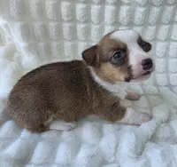 Salutations! , a female Cardigan Welsh Corgi and Pembroke Welsh Corgi for sale in Bradenton, FL – Photo 7 of 10