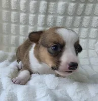 Salutations! , a female Cardigan Welsh Corgi and Pembroke Welsh Corgi for sale in Bradenton, FL – Photo 4 of 10