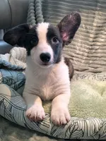 Sherpa, a male Cardigan Welsh Corgi and Pembroke Welsh Corgi for sale in Bradenton, FL – 7 of 10