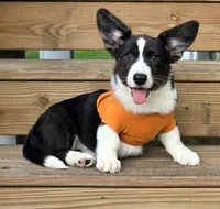 Unicorn 4pet ( bluie, pink carrier dm clear) pet, a female Cardigan Welsh Corgi for sale in Bradenton, FL – 7 of 10