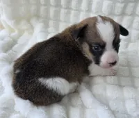 Salute! , a male Cardigan Welsh Corgi and Pembroke Welsh Corgi for sale in Bradenton, FL – Photo 5 of 10