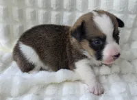 Salute! , a male Cardigan Welsh Corgi and Pembroke Welsh Corgi for sale in Bradenton, FL – Photo 10 of 10