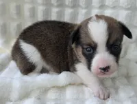 Salute! , a male Cardigan Welsh Corgi and Pembroke Welsh Corgi for sale in Bradenton, FL – Photo 1 of 10