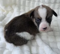 Salute! , a male Cardigan Welsh Corgi and Pembroke Welsh Corgi for sale in Bradenton, FL – Photo 3 of 10