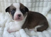 Salute! , a male Cardigan Welsh Corgi and Pembroke Welsh Corgi for sale in Bradenton, FL – Photo 6 of 10