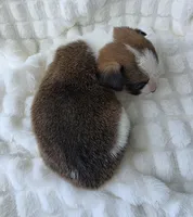 Salute! , a male Cardigan Welsh Corgi and Pembroke Welsh Corgi for sale in Bradenton, FL – Photo 4 of 10