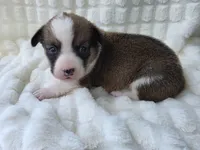Salute! , a male Cardigan Welsh Corgi and Pembroke Welsh Corgi for sale in Bradenton, FL – Photo 9 of 10