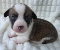 Salute! , a male Cardigan Welsh Corgi and Pembroke Welsh Corgi for sale in Bradenton, FL – Photo 2 of 10
