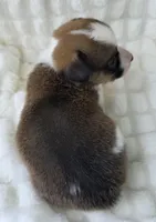 Salute! , a male Cardigan Welsh Corgi and Pembroke Welsh Corgi for sale in Bradenton, FL – Photo 7 of 10