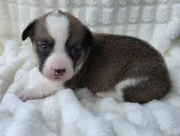 Salute! , a male Cardigan Welsh Corgi and Pembroke Welsh Corgi for sale in Bradenton, FL – Photo 8 of 10