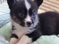Wookie, a female Cardigan Welsh Corgi and Pembroke Welsh Corgi for sale in Bradenton, FL – 5 of 10