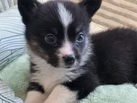 Wookie, a female Cardigan Welsh Corgi and Pembroke Welsh Corgi for sale in Bradenton, FL – 9 of 10