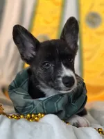 Whoopie , a female Cardigan Welsh Corgi and Pembroke Welsh Corgi for sale in Bradenton, FL – 10 of 10