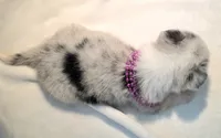 Valencia , a female Cardigan Welsh Corgi and Pembroke Welsh Corgi for sale in Bradenton, FL – 2 of 10