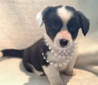 Unique ( liver, bluie pink carrier) dm clear , a female Cardigan Welsh Corgi for sale in Bradenton, FL – 9 of 10