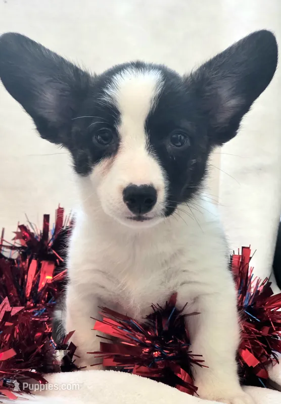 Sherpa – Cardigan Welsh Corgi, Pembroke Welsh Corgi puppy for sale in Bradenton, FL