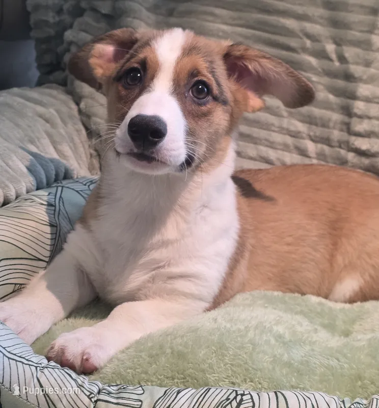 Salute! – Cardigan Welsh Corgi, Pembroke Welsh Corgi puppy for sale in Bradenton, FL
