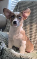 Sherlock! , a male Cardigan Welsh Corgi and Pembroke Welsh Corgi for sale in Bradenton, FL – 9 of 10