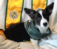 Unicorn ( bluie, pink carrier dm clear) pet, a female Cardigan Welsh Corgi for sale in Bradenton, FL – 9 of 10