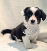 Unique ( liver, bluie pink carrier) dm clear , a female Cardigan Welsh Corgi for sale in Bradenton, FL – 5 of 10