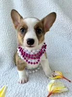 Salutations! , a female Cardigan Welsh Corgi and Pembroke Welsh Corgi for sale in Bradenton, FL – Photo 8 of 10