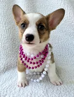 Salutations! , a female Cardigan Welsh Corgi and Pembroke Welsh Corgi for sale in Bradenton, FL – Photo 2 of 10