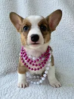 Salutations! , a female Cardigan Welsh Corgi and Pembroke Welsh Corgi for sale in Bradenton, FL – Photo 3 of 10