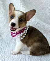 Salutations! , a female Cardigan Welsh Corgi and Pembroke Welsh Corgi for sale in Bradenton, FL – Photo 4 of 10