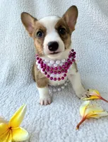 Salutations! , a female Cardigan Welsh Corgi and Pembroke Welsh Corgi for sale in Bradenton, FL – Photo 9 of 10