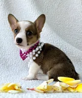 Salutations! , a female Cardigan Welsh Corgi and Pembroke Welsh Corgi for sale in Bradenton, FL – Photo 5 of 10