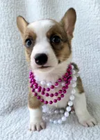 Salutations! , a female Cardigan Welsh Corgi and Pembroke Welsh Corgi for sale in Bradenton, FL – Photo 6 of 10