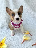 Salutations! , a female Cardigan Welsh Corgi and Pembroke Welsh Corgi for sale in Bradenton, FL – Photo 10 of 10