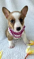 Salutations! , a female Cardigan Welsh Corgi and Pembroke Welsh Corgi for sale in Bradenton, FL – Photo 7 of 10