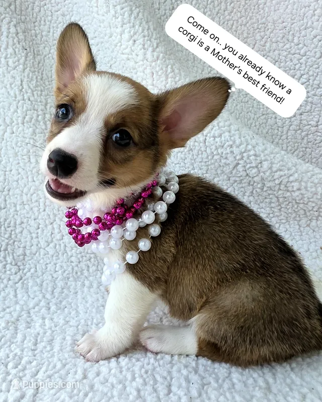 Salutations!  – Cardigan Welsh Corgi, Pembroke Welsh Corgi puppy for sale in Bradenton, FL